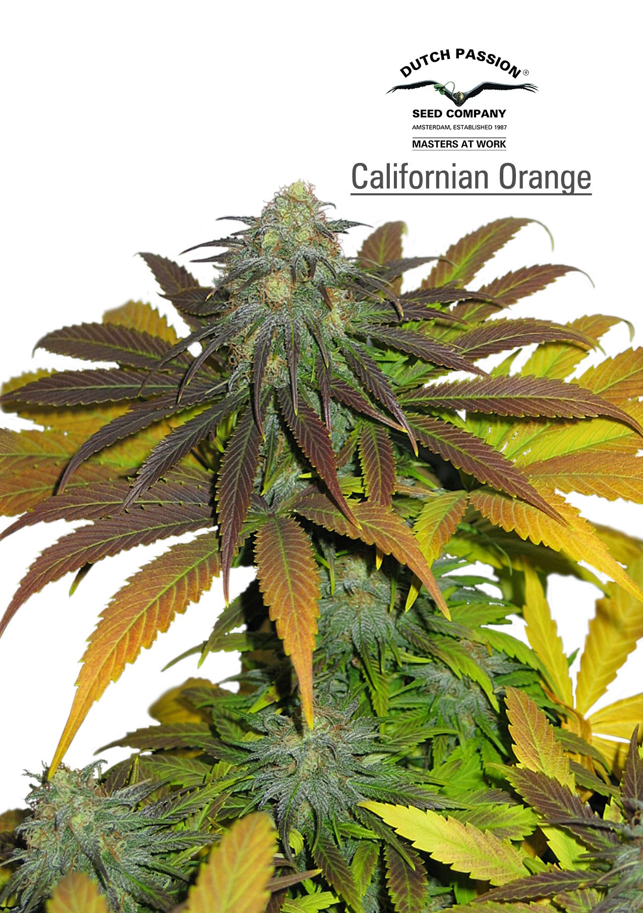 California Orange