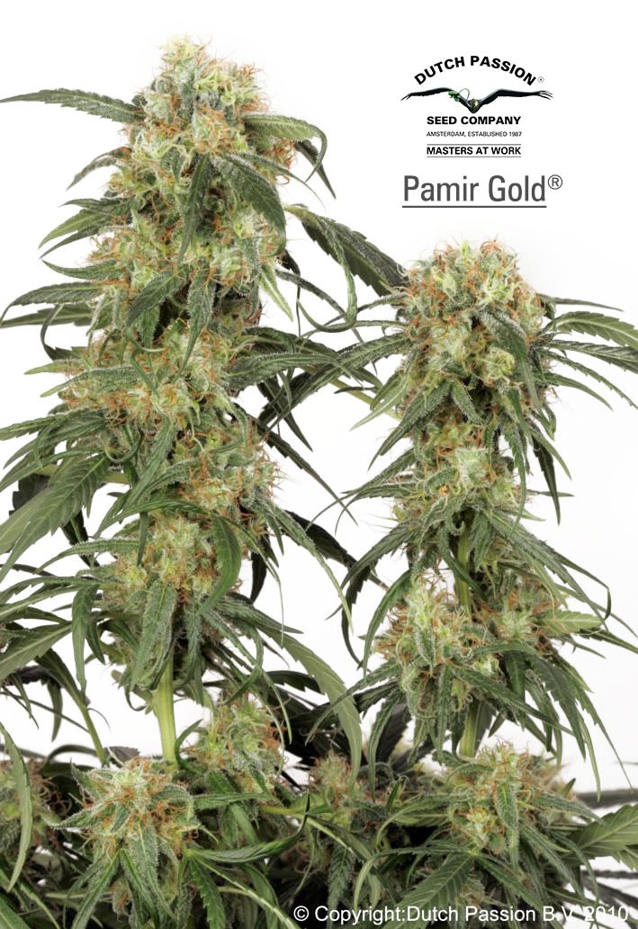 Pamir Gold