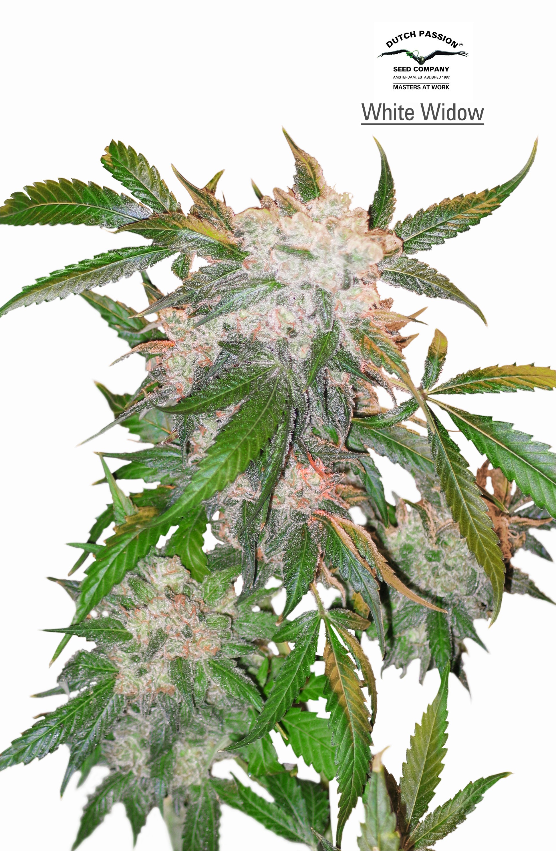 White Widow