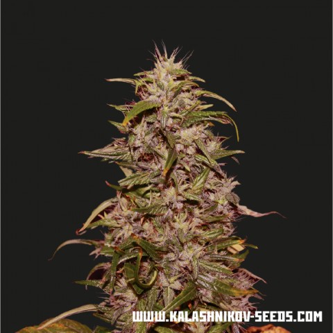 Big Altai Sativa Express  