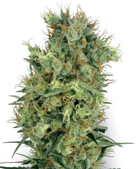 Californian Orange Bud Regular