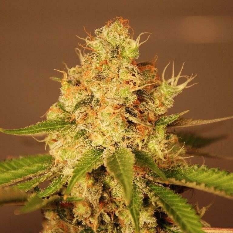 Auto Diesel