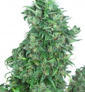 Think Different Auto