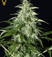 Kalashnikova Automatic