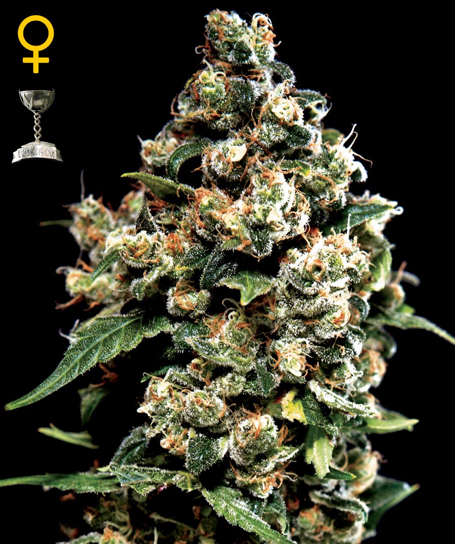 Jack Herer