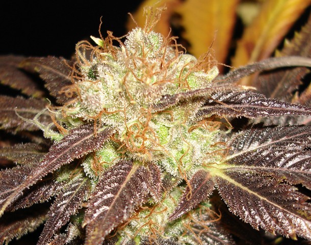 Auto Diesel