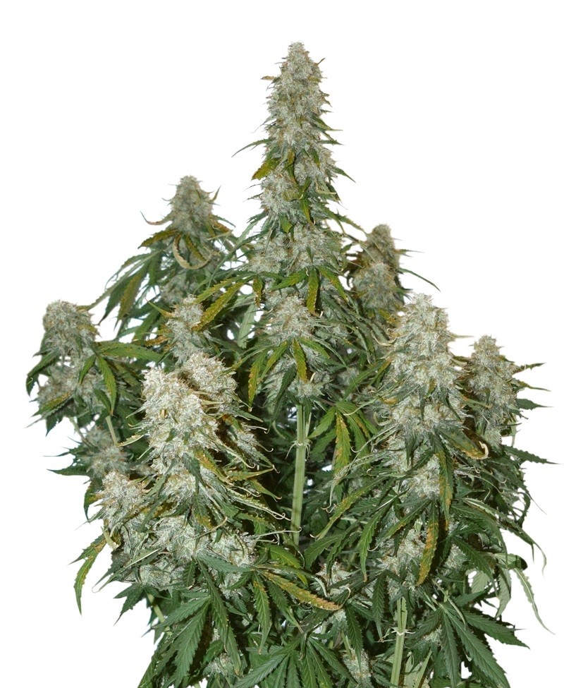 Big Bud Auto