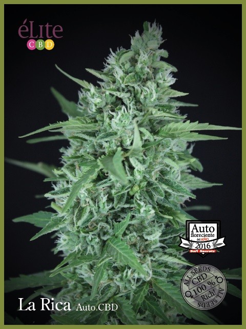 La Rica Auto CBD