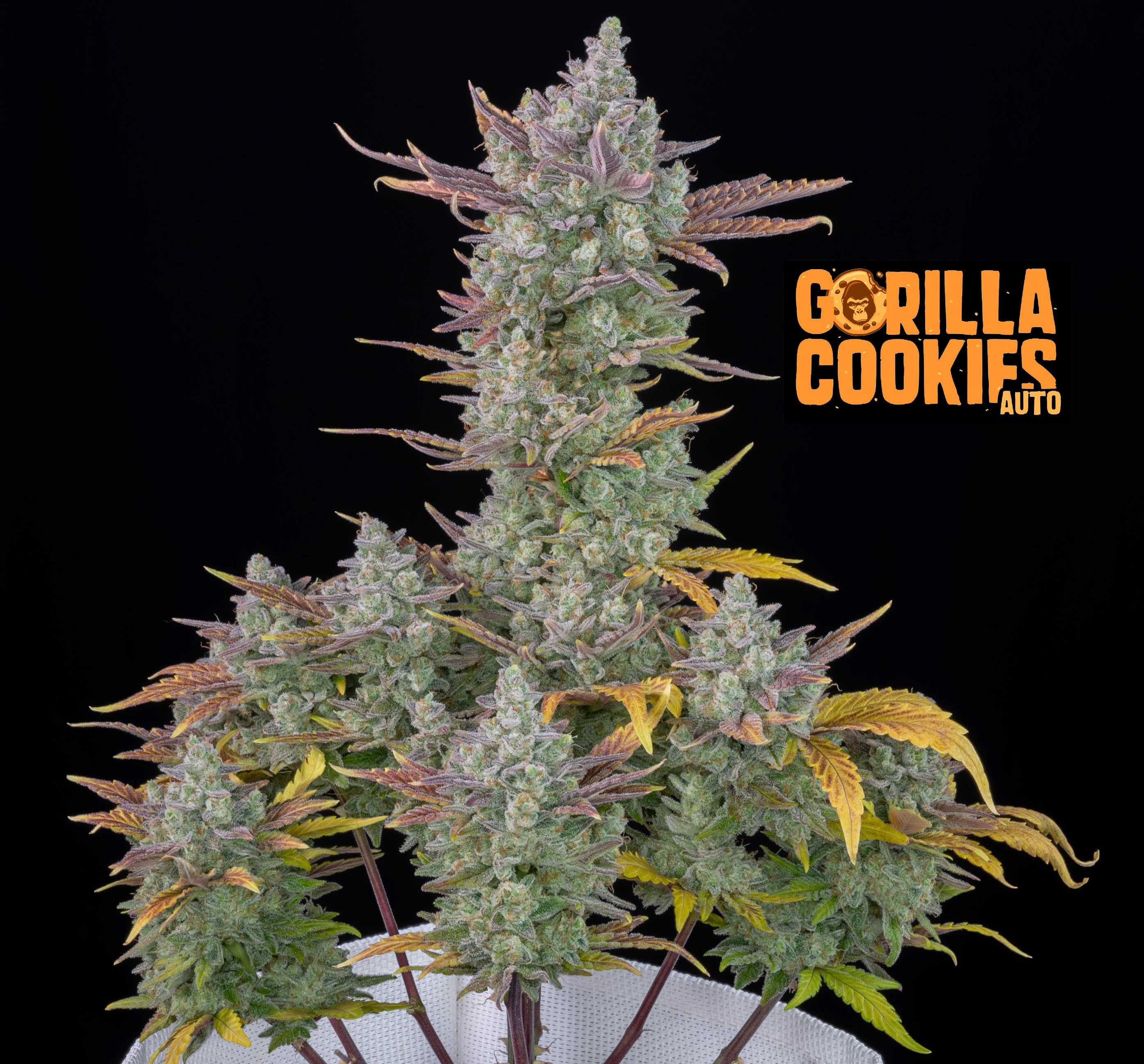 Gorilla Cookies Auto