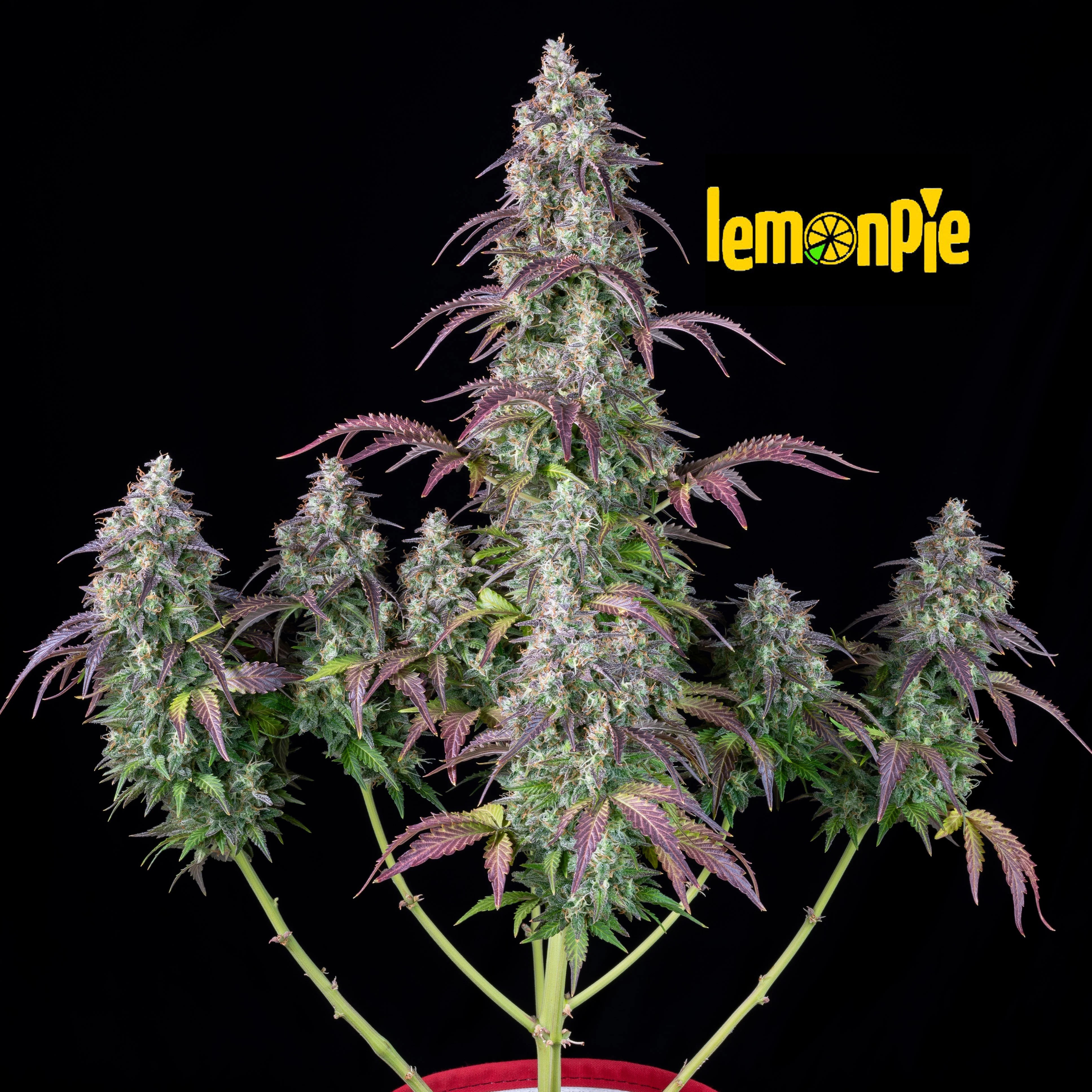 Lemon Pie Auto