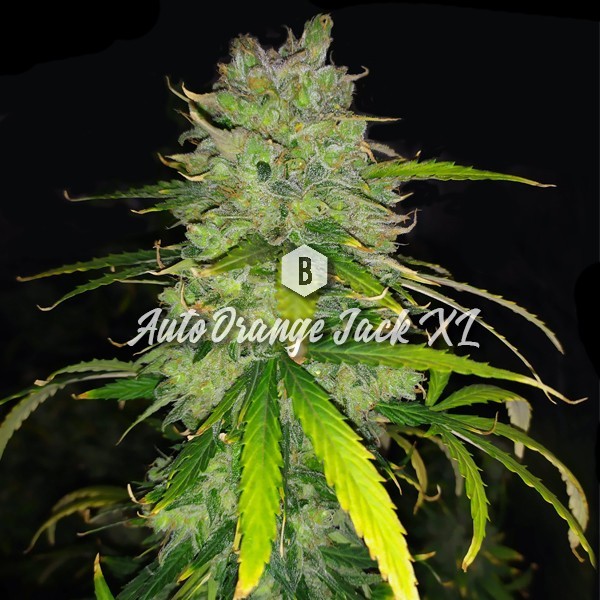 Auto Orange Jack XL