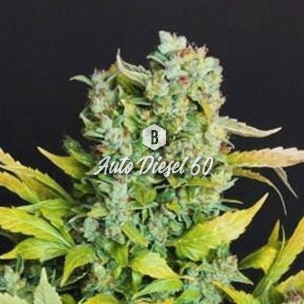 Auto Diesel 60