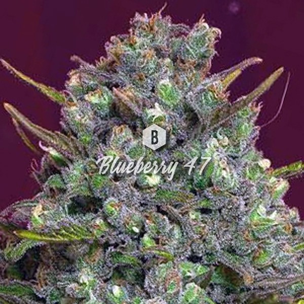 Blueberry 47