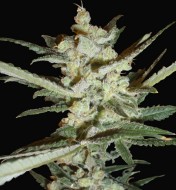 Supersonic Cristal Storm Auto