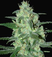 Thunder Bloody Mary Auto