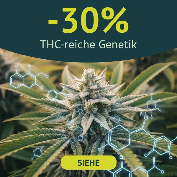 Das st&auml;rkste Marihuana