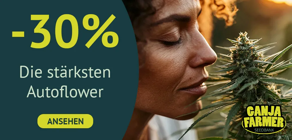St&auml;rkste Autoflowering sorten