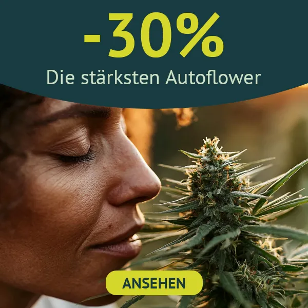 St&auml;rkste Autoflowering sorten