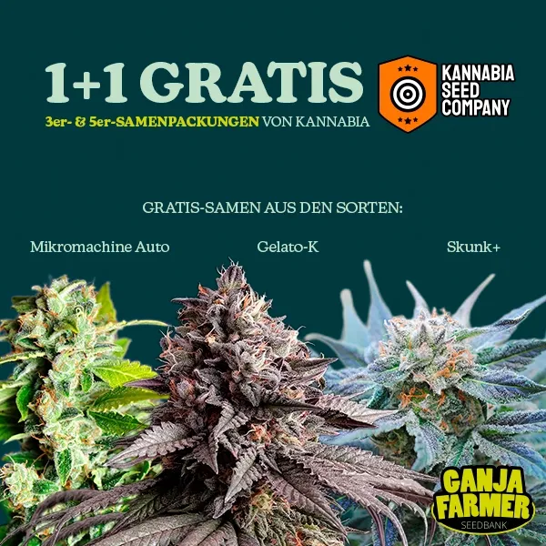 Kannabia 1+1