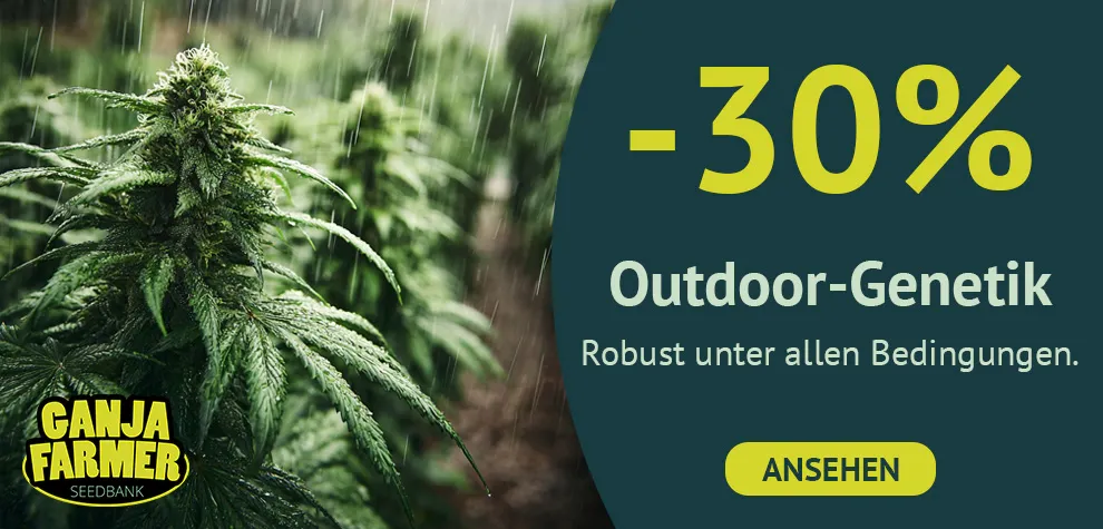 Beste Outdoor Cannabissamen