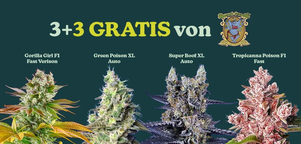 Sweet Seeds Promo