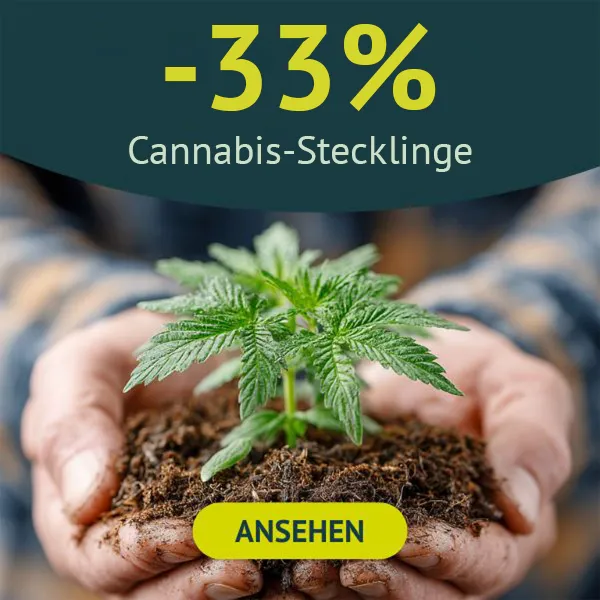 Cannabis Stecklinge