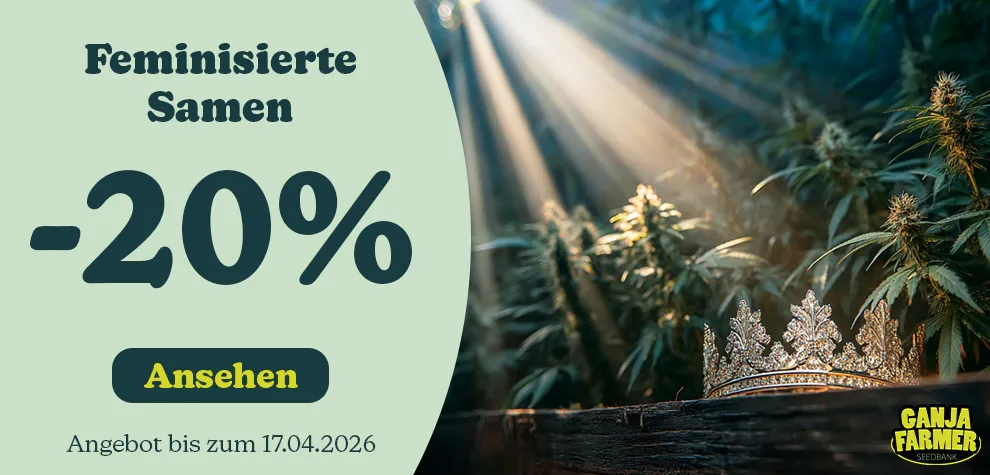 Feminisierte Cannabissamen -20%