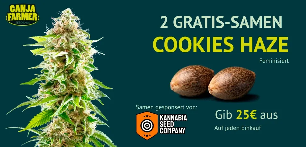 Kannabia Cookies Haze