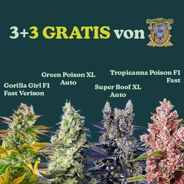 Sweet Seeds Promo