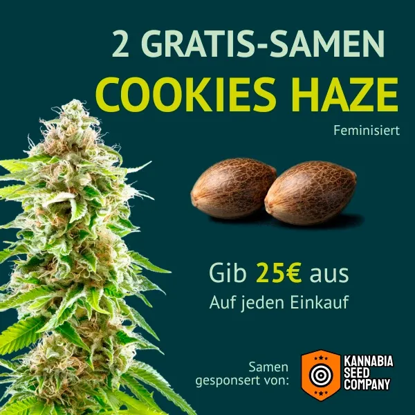 Kannabia Cookies Haze