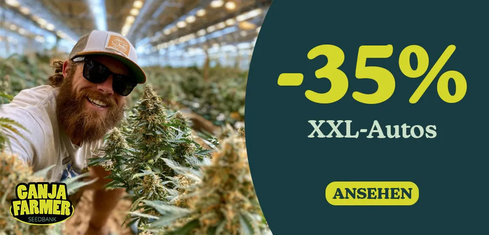 -35% XXL-Ertrag Autoflowering samen