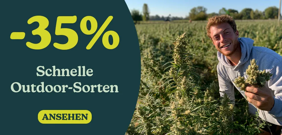 -35% Schnelle Outdoor Cannabissorten