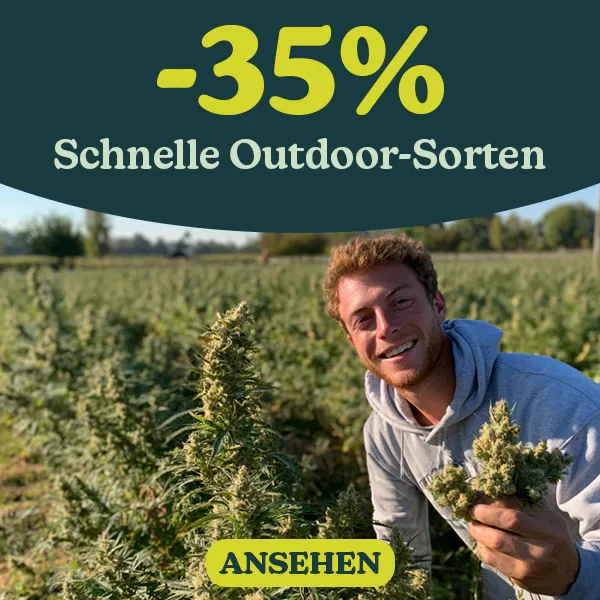 -35% Schnelle Outdoor Cannabissorten