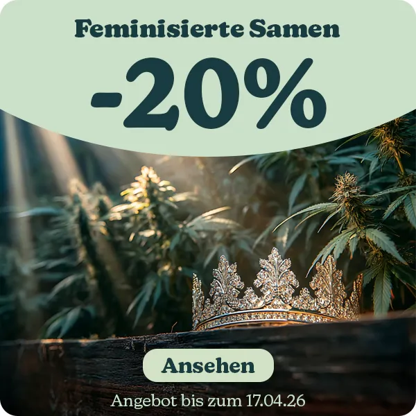 Feminisierte Cannabissamen -20%