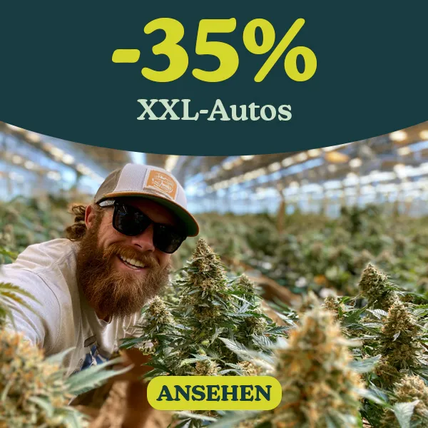-35% XXL-Ertrag Autoflowering samen