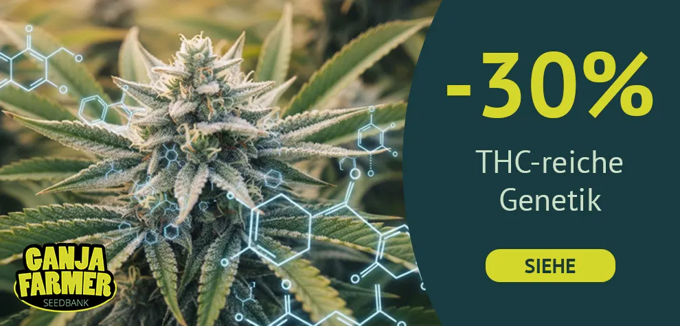 Das st&auml;rkste Marihuana