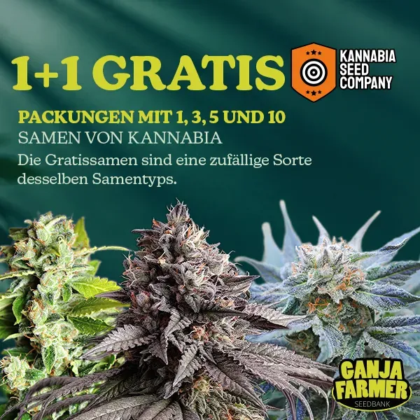 Kannabia 1+1