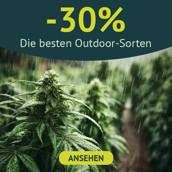 Beste Outdoor Cannabissamen