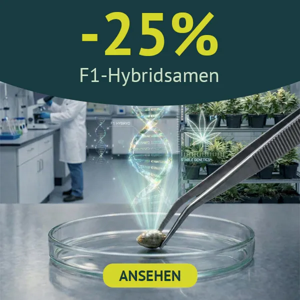 F1 Hybrid Cannabissamen