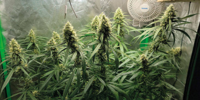 Gorilla Glue &ndash; ein paar Worte &uuml;ber diese au&szlig;ergew&ouml;hnlich interessante Hybride