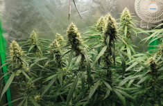 Gorilla Glue &ndash; ein paar Worte &uuml;ber diese au&szlig;ergew&ouml;hnlich interessante Hybride