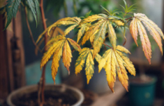 pH-Probleme beim Cannabisanbau: Ursachen, Symptome und L&ouml;sungen