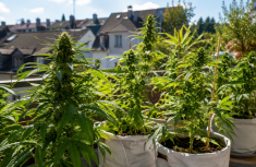 Cannabis im Sommer: Hitze, Trockenheit und Sonnenstress verstehen