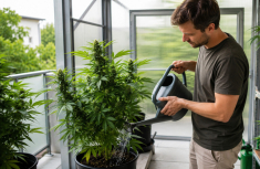 Cannabis richtig gie&szlig;en: Die h&auml;ufigsten Fehler bei der Wasserversorgung