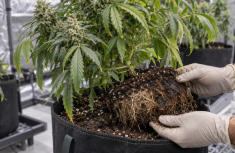 Cannabis-Wurzelf&auml;ule: Ursachen, Symptome und Vorbeugung