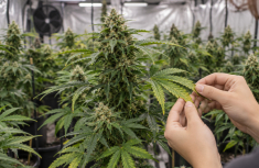 Calcium- und Magnesiummangel bei Cannabis erkennen und richtig unterscheiden