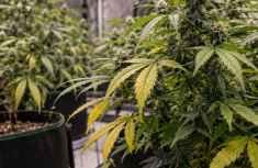 Cannabis-Bl&auml;tter richtig deuten: Stickstoffmangel oder &Uuml;berd&uuml;ngung?