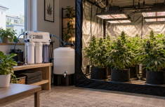 Osmosewasser im Cannabisanbau: Vorteile, Risiken und Anwendung