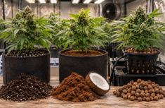 Erde, Coco oder Hydro? Welche Anbaumethode passt zu deinem Cannabis-Grow?