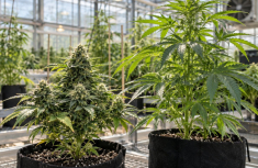 Autoflower-Genetik verstehen: Welche Rolle spielt Cannabis ruderalis?
